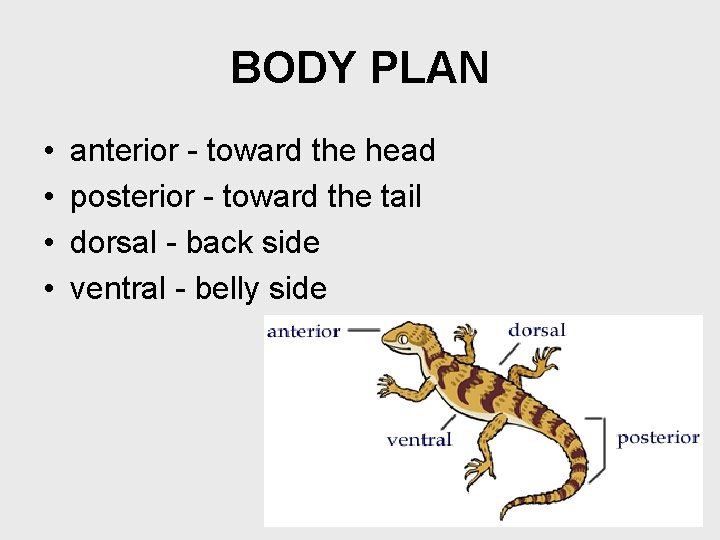 BODY PLAN • • anterior - toward the head posterior - toward the tail