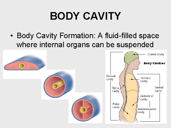 BODY CAVITY • Body Cavity Formation: A fluid-filled space where internal organs can be