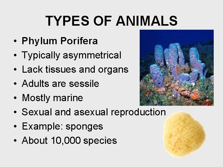 TYPES OF ANIMALS • • Phylum Porifera Typically asymmetrical Lack tissues and organs Adults