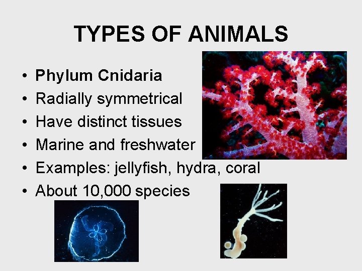 TYPES OF ANIMALS • • • Phylum Cnidaria Radially symmetrical Have distinct tissues Marine