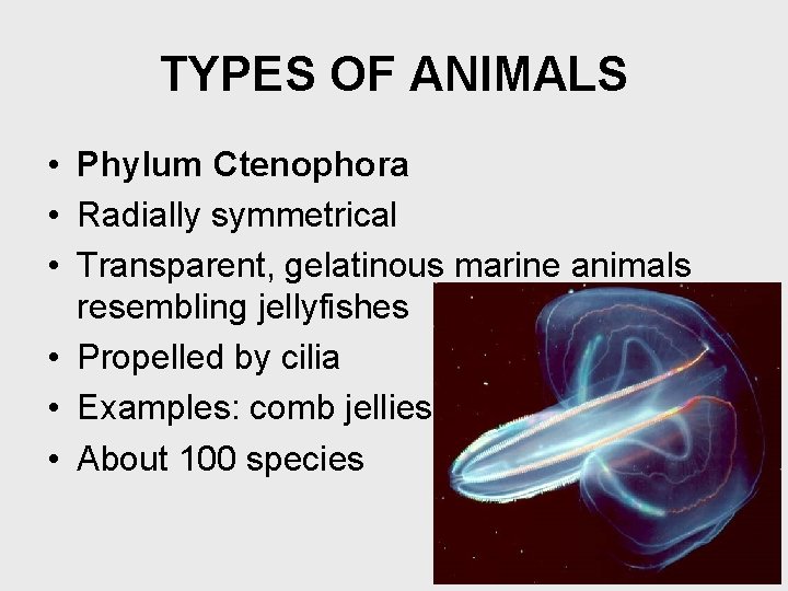 TYPES OF ANIMALS • Phylum Ctenophora • Radially symmetrical • Transparent, gelatinous marine animals