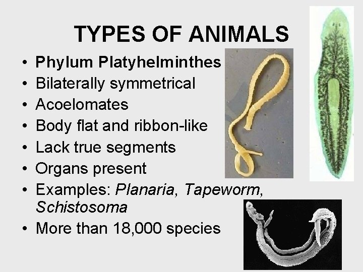 TYPES OF ANIMALS • • Phylum Platyhelminthes Bilaterally symmetrical Acoelomates Body flat and ribbon-like
