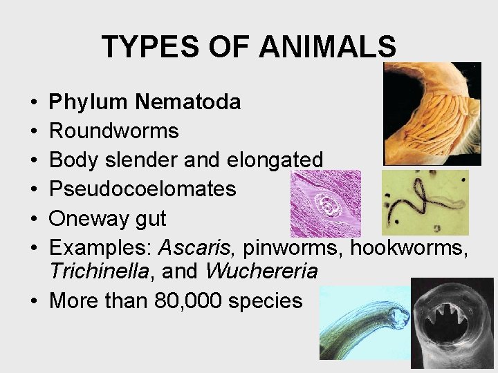 TYPES OF ANIMALS • • • Phylum Nematoda Roundworms Body slender and elongated Pseudocoelomates