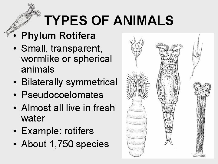 TYPES OF ANIMALS • Phylum Rotifera • Small, transparent, wormlike or spherical animals •