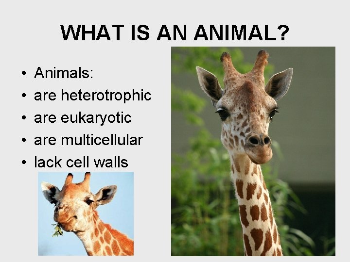 WHAT IS AN ANIMAL? • • • Animals: are heterotrophic are eukaryotic are multicellular