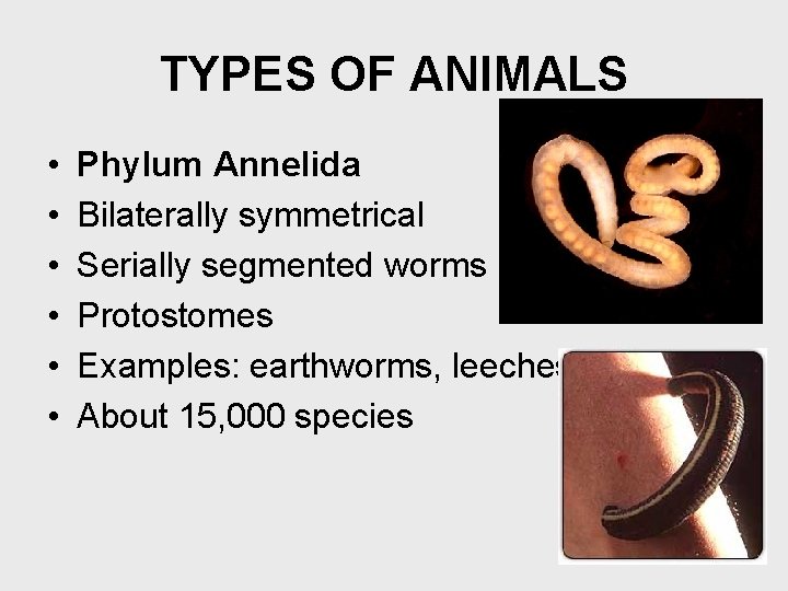 TYPES OF ANIMALS • • • Phylum Annelida Bilaterally symmetrical Serially segmented worms Protostomes