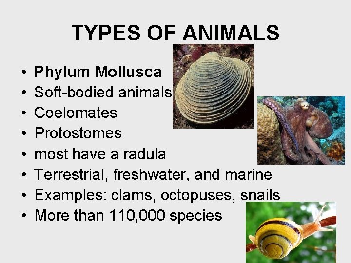 TYPES OF ANIMALS • • Phylum Mollusca Soft-bodied animals Coelomates Protostomes most have a