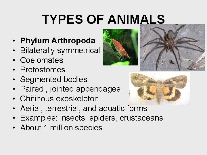 TYPES OF ANIMALS • • • Phylum Arthropoda Bilaterally symmetrical Coelomates Protostomes Segmented bodies