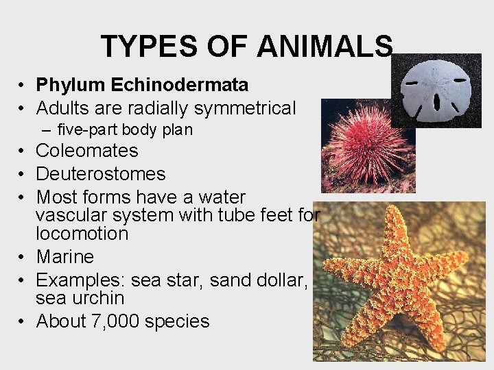 TYPES OF ANIMALS • Phylum Echinodermata • Adults are radially symmetrical – five-part body