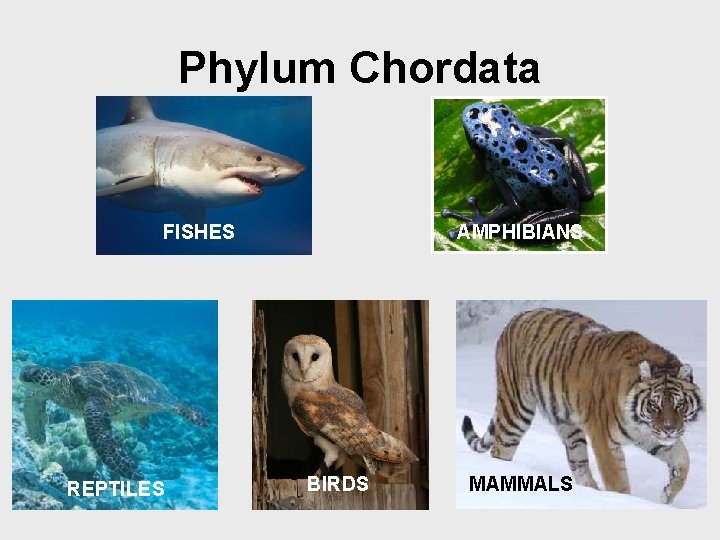 Phylum Chordata FISHES REPTILES AMPHIBIANS BIRDS MAMMALS 