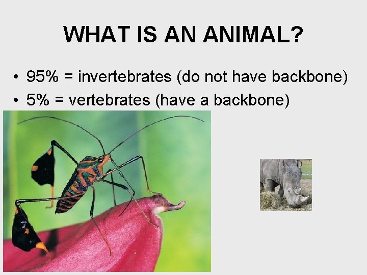 WHAT IS AN ANIMAL? • 95% = invertebrates (do not have backbone) • 5%