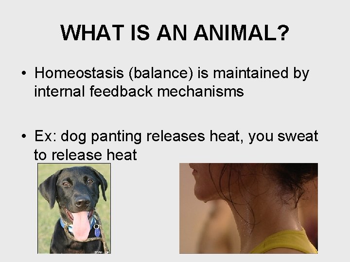 WHAT IS AN ANIMAL? • Homeostasis (balance) is maintained by internal feedback mechanisms •