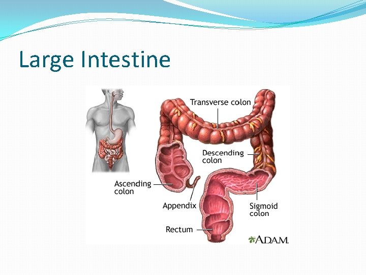 Large Intestine 