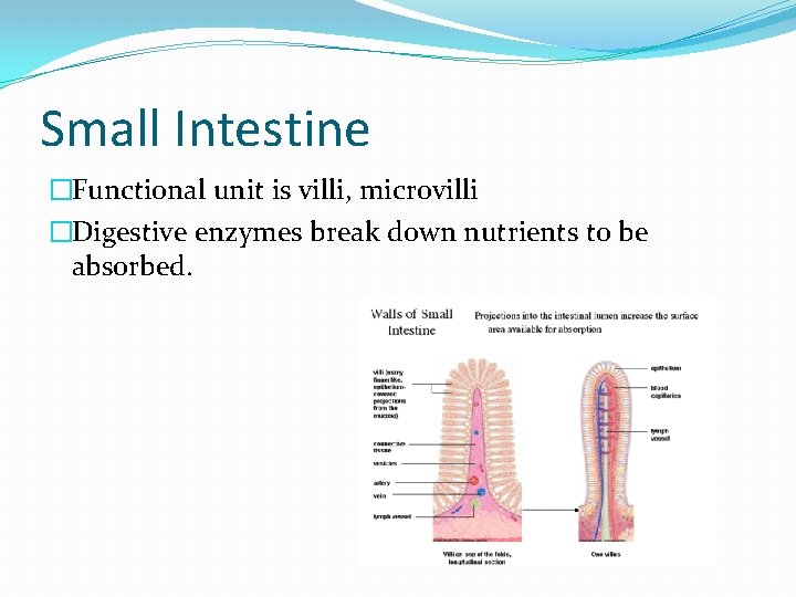 Small Intestine �Functional unit is villi, microvilli �Digestive enzymes break down nutrients to be