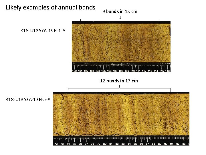Likely examples of annual bands 9 bands in 13 cm 318 -U 1357 A-19