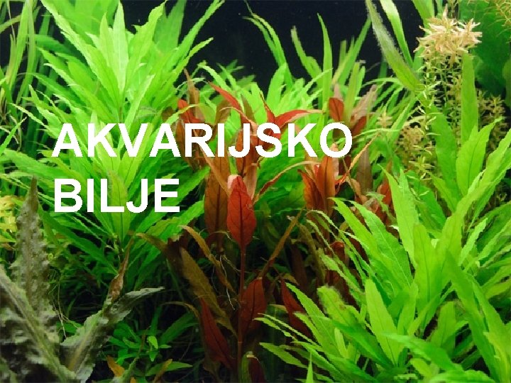 AKVARIJSKO BILJE 