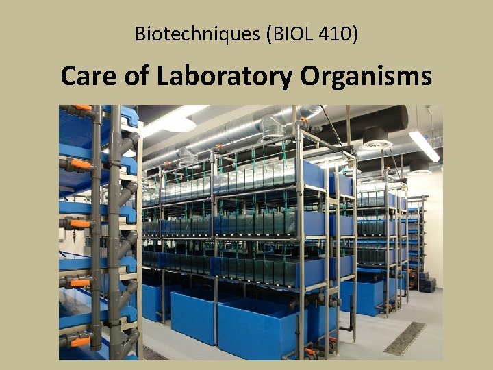 Biotechniques (BIOL 410) Care of Laboratory Organisms 