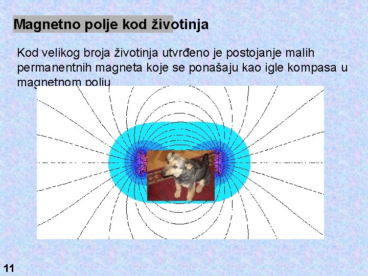 Magnetno polje kod životinja Kod velikog broja životinja utvrđeno je postojanje malih permanentnih magneta