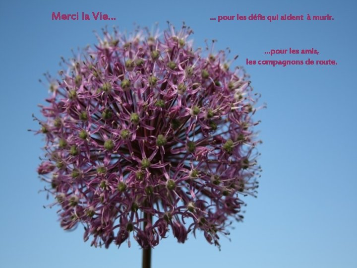 Merci la Vie… … pour les défis qui aident à murir. …pour les amis,