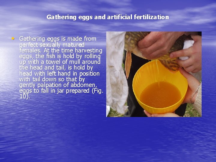 Gathering eggs and artificial fertilization • Gathering eggs is made from perfect sexually matured