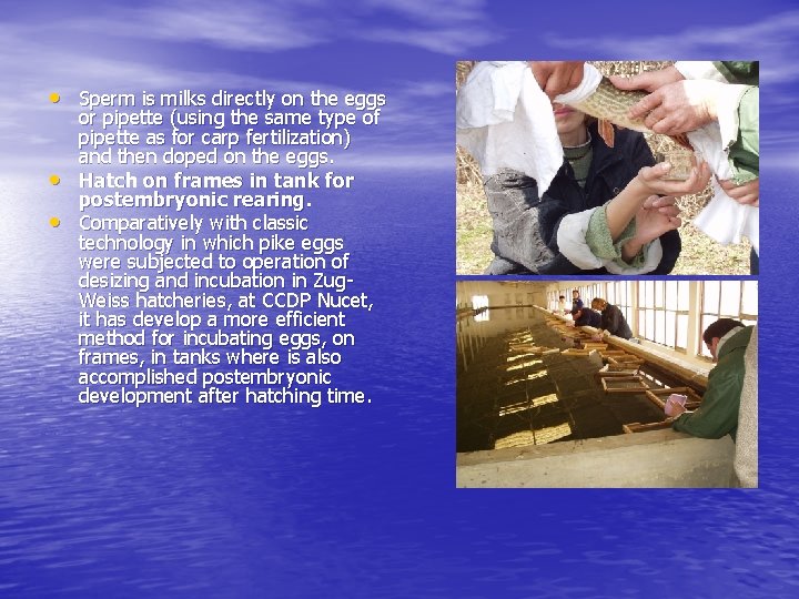  • Sperm is milks directly on the eggs • • or pipette (using