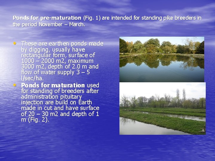 Ponds for pre-maturation (Fig. 1) are intended for standing pike breeders in the period