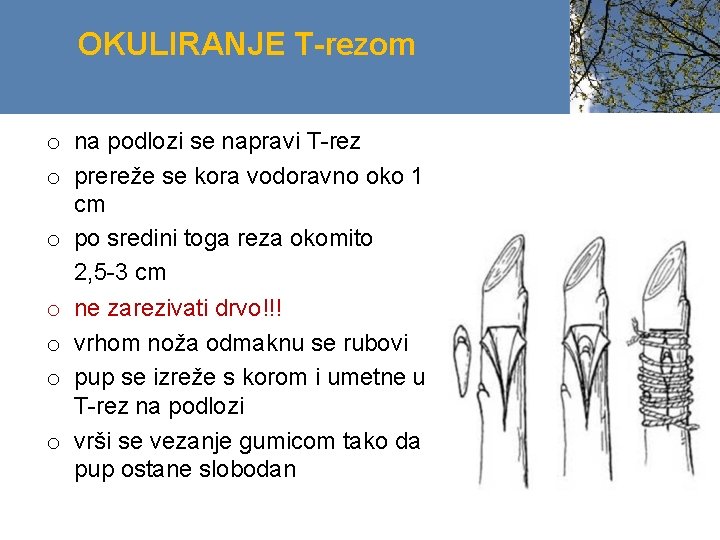 OKULIRANJE T-rezom o na podlozi se napravi T-rez o prereže se kora vodoravno oko