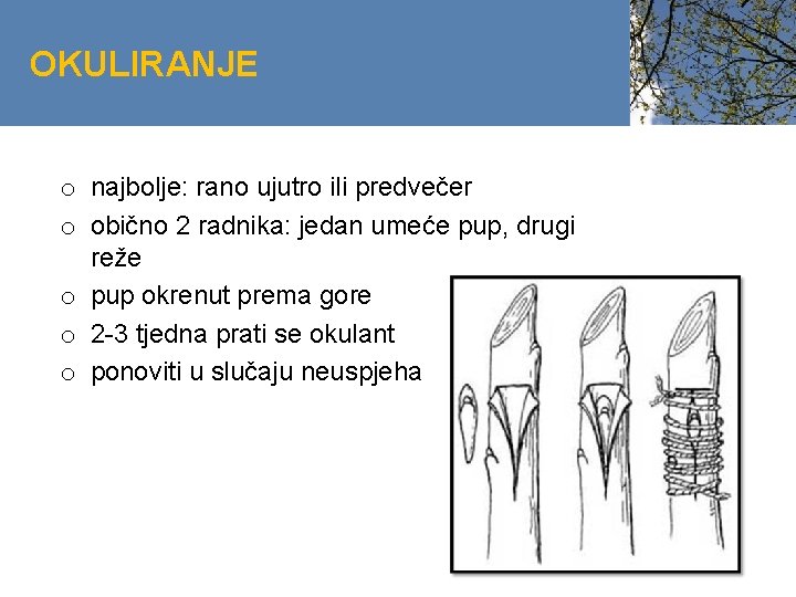 OKULIRANJE o najbolje: rano ujutro ili predvečer o obično 2 radnika: jedan umeće pup,