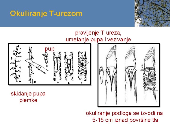 Okuliranje T-urezom pravljenje T ureza, umetanje pupa i vezivanje pup skidanje pupa plemke okuliranje