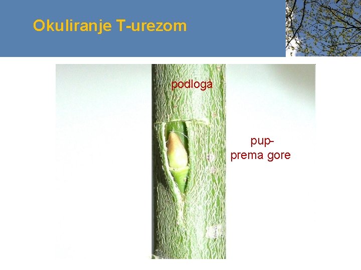 Okuliranje T-urezom podloga pupprema gore 