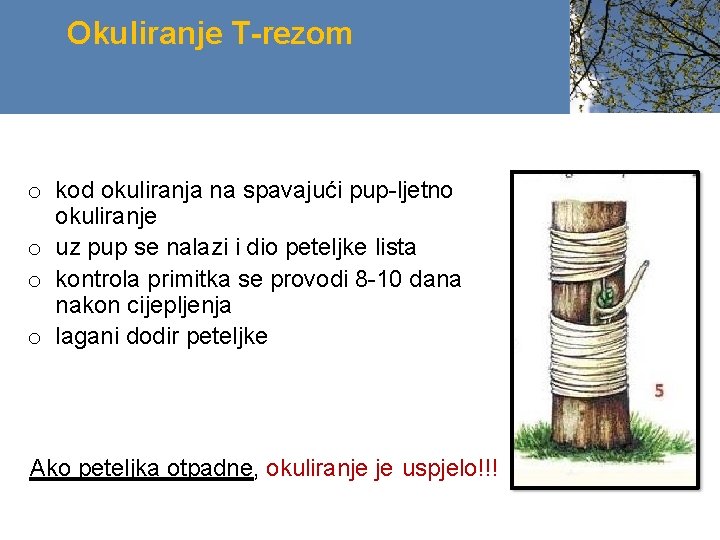 Okuliranje T-rezom o kod okuliranja na spavajući pup-ljetno okuliranje o uz pup se nalazi