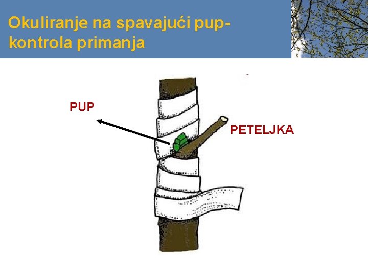 Okuliranje na spavajući pupkontrola primanja PUP PETELJKA 