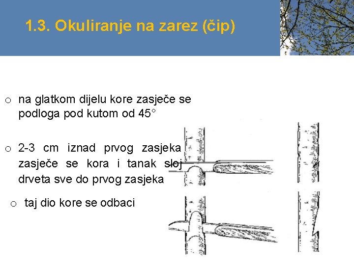 1. 3. Okuliranje na zarez (čip) o na glatkom dijelu kore zasječe se podloga