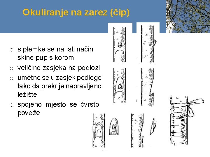 Okuliranje na zarez (čip) o s plemke se na isti način skine pup s