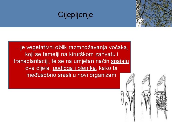 Cijepljenje …je vegetativni oblik razmnožavanja voćaka, koji se temelji na kirurškom zahvatu i transplantaciji,