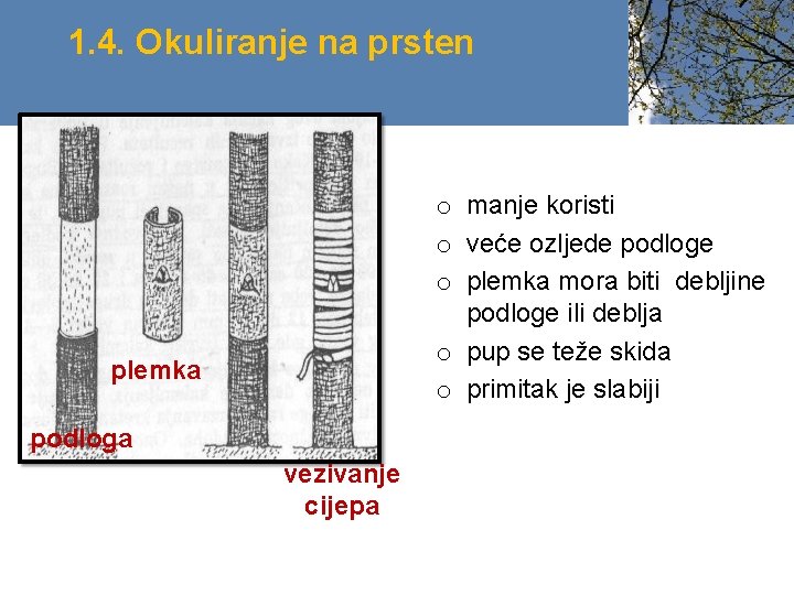 1. 4. Okuliranje na prsten o manje koristi o veće ozljede podloge o plemka