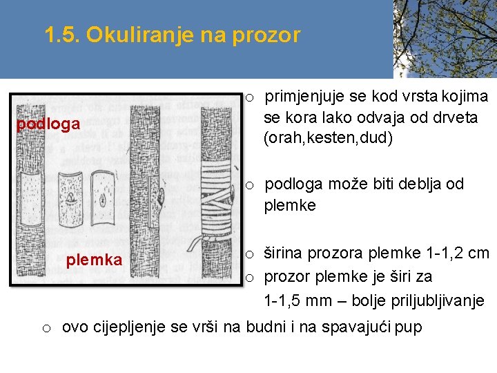 1. 5. Okuliranje na prozor podloga o primjenjuje se kod vrsta kojima se kora 1. 5. Okuliranje na prozor podloga o primjenjuje se kod vrsta kojima se kora
