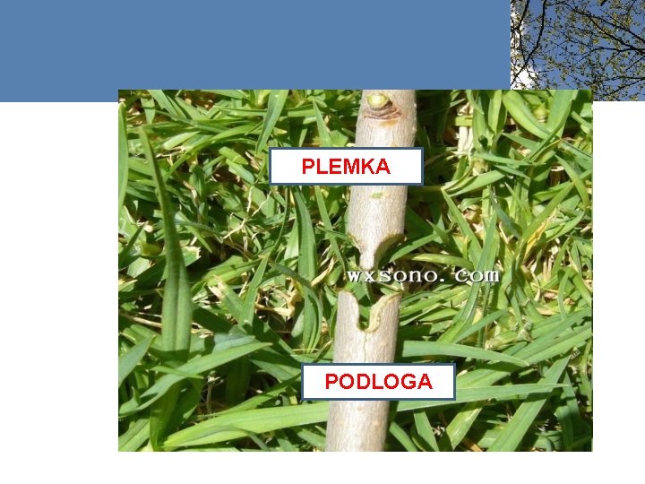 PLEMKA PODLOGA 