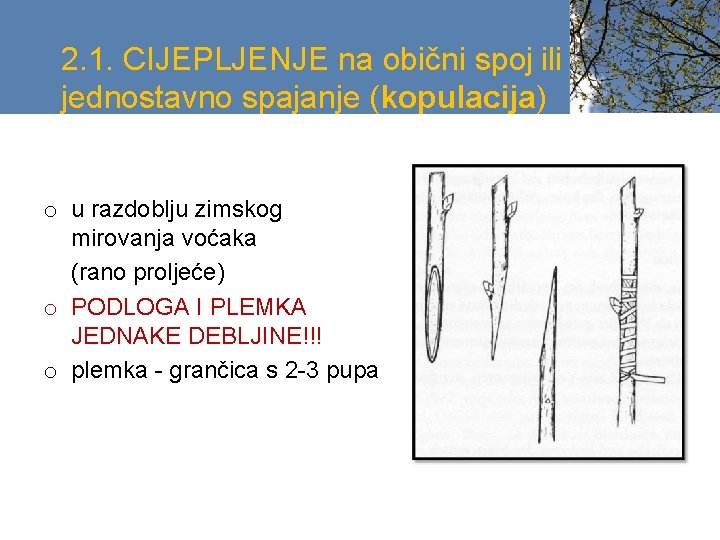 2. 1. CIJEPLJENJE na obični spoj ili jednostavno spajanje (kopulacija) o u razdoblju zimskog