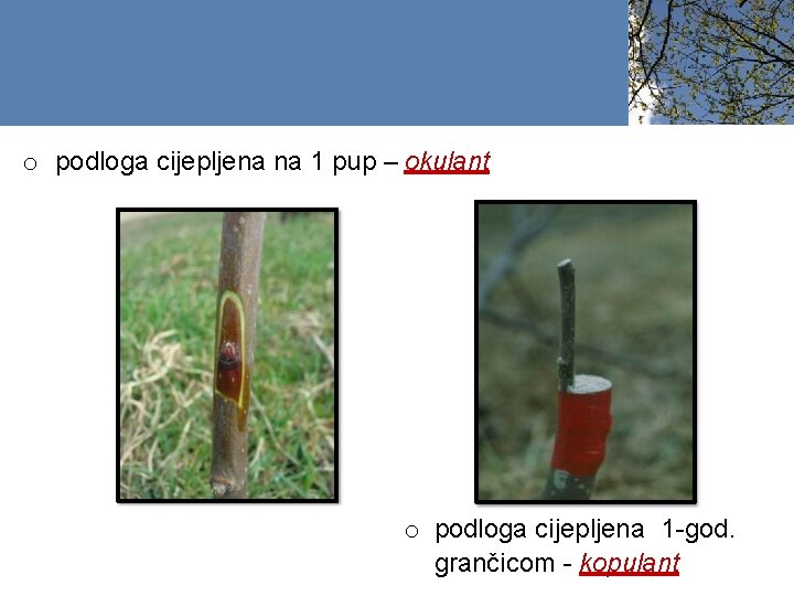 o podloga cijepljena na 1 pup – okulant o podloga cijepljena 1 -god. grančicom