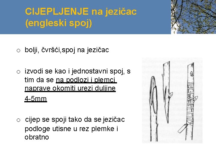 CIJEPLJENJE na jezičac (engleski spoj) o bolji, čvršći, spoj na jezičac o izvodi se