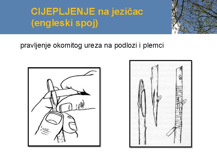 CIJEPLJENJE na jezičac (engleski spoj) pravljenje okomitog ureza na podlozi i plemci 