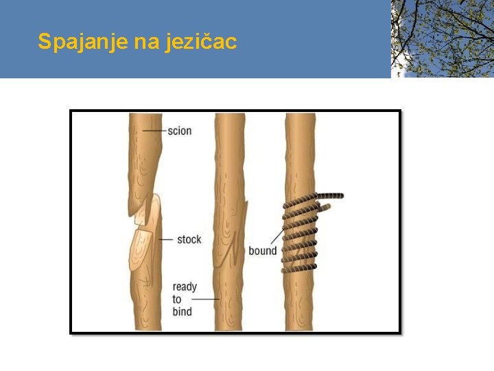 Spajanje na jezičac 