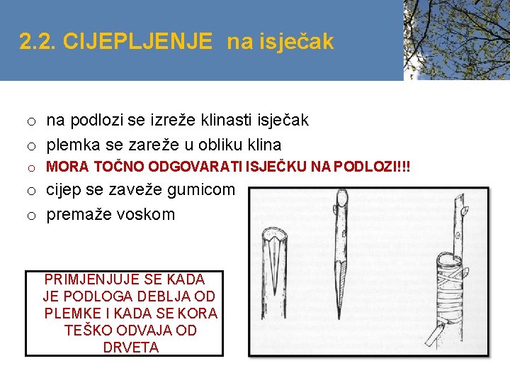 2. 2. CIJEPLJENJE na isječak o na podlozi se izreže klinasti isječak o plemka