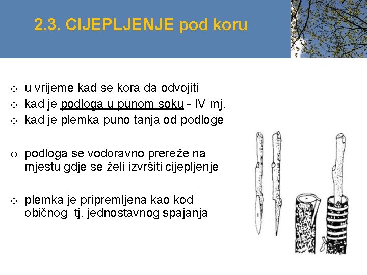 2. 3. CIJEPLJENJE pod koru o u vrijeme kad se kora da odvojiti o