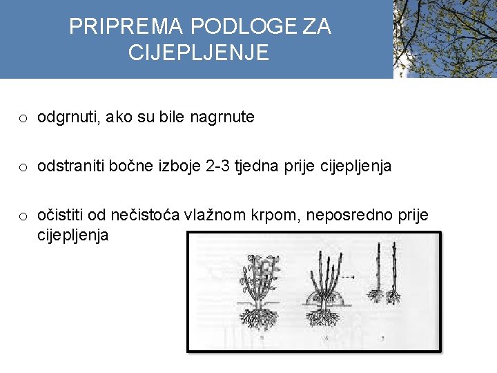 PRIPREMA PODLOGE ZA CIJEPLJENJE o odgrnuti, ako su bile nagrnute o odstraniti bočne izboje