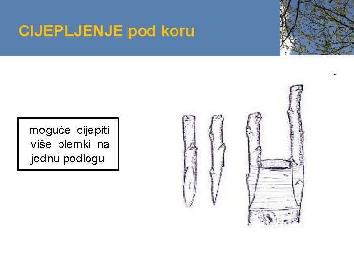 CIJEPLJENJE pod koru moguće cijepiti više plemki na jednu podlogu 