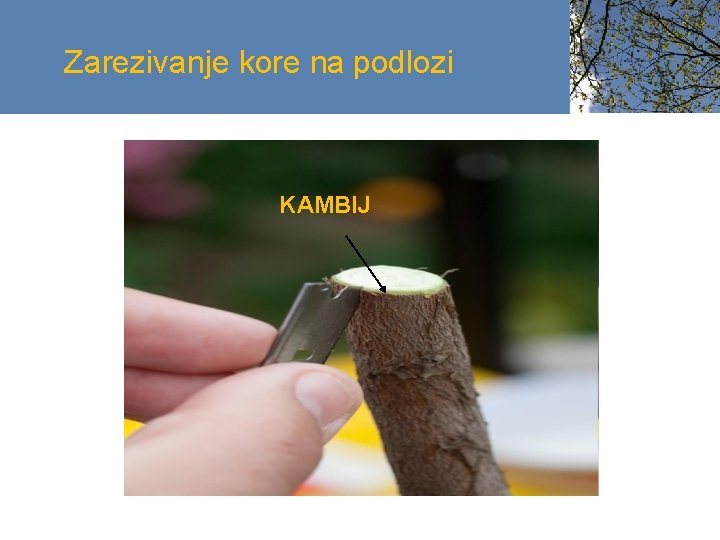 Zarezivanje kore na podlozi KAMBIJ 