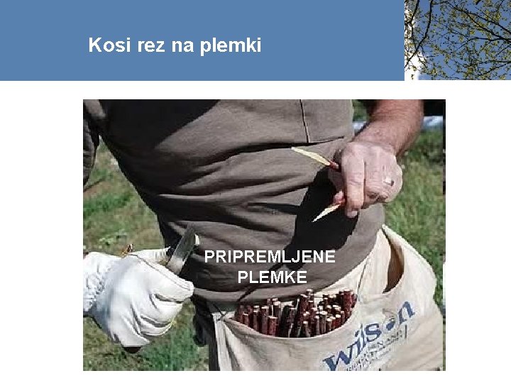 Kosi rez na plemki PRIPREMLJENE PLEMKE 