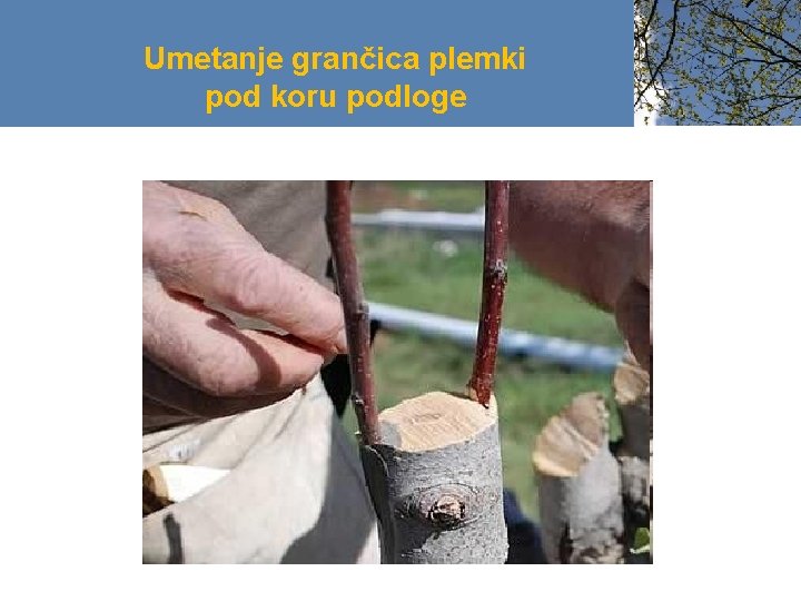 Umetanje grančica plemki pod koru podloge 